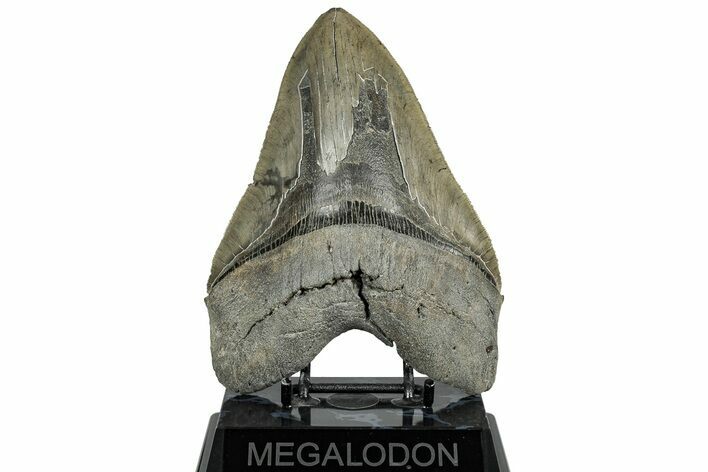 Serrated, Fossil Megalodon Tooth - South Carolina #324263